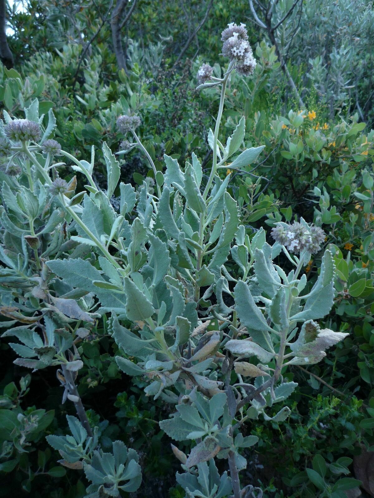 High Resolution Eriodictyon tomentosum Plant